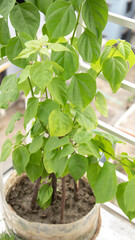 Bougainvillea plant on plastic pot hanged in balcony at home in Dhaka, Bangladesh.
