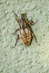 bug on the ground