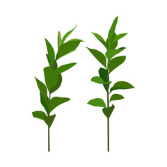 Leaves and branches of an evergreen plant isolated on white background. Vector illustration.