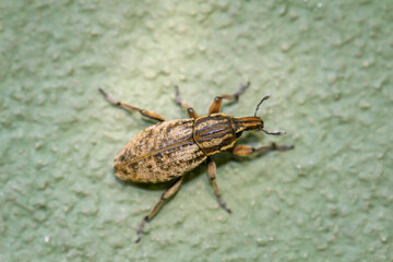Nahaufnahme eines Rüsselkäfers. Curculionidae gehören zu den Käfern.