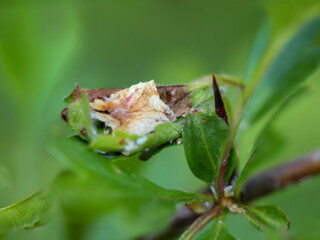 In einem Blatt eines Busches eingewickeltes Insekt, vermutlich die Puppe eines Schmetterlings.