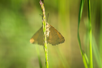 Fototapeta premium Eine Nahaufnahme eines Schmetterling auf einer Wiese.