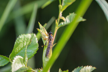 Eine Nahaufnahme einer Fliege oder eines fliegenähnliches Insektes.