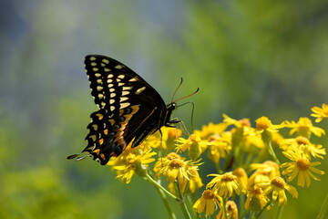 Black Swallowtail Butterfly Feeding on a Flower