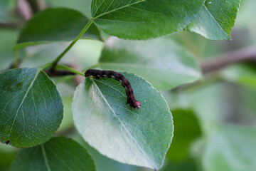 Nahaufnahme einer Raupe eines Spanner, eventuel eines Frostspanners oder ähnliches.