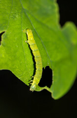 Vermutlich eine Raupe des Frühen Schlehenbusch Winterspanner oder auch der Theria rupicapraria..