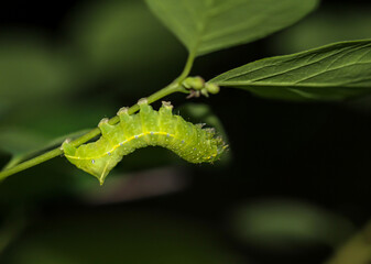 caterpillar on leaf