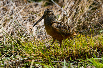 A Roadside American Woodcock