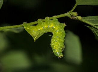 Die Raupe einer Pyramideneule an einerm Busch. 