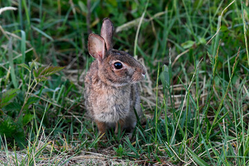 A Roadside Eastern Cottontail