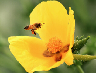 bee on flower