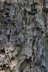 Closeup of tree bark of big tree.  Vertical view.