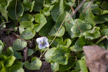 Beautiful blue flower in green leaves 