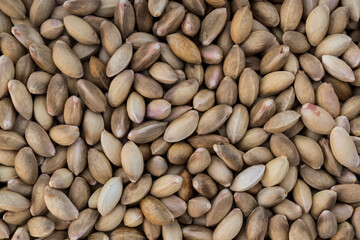 Pile of freshly harvested pistachios seen up close