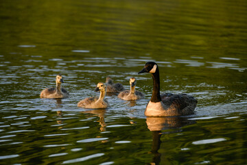 A Canada Goose Family on the Water