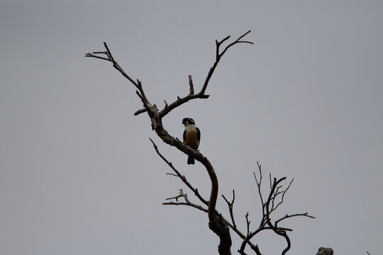 Collared Falconet (Microhierax caerulescens) silhouette of a collared falconet sitting in a bare tree
