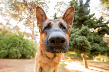 german shepherd dog in the forest