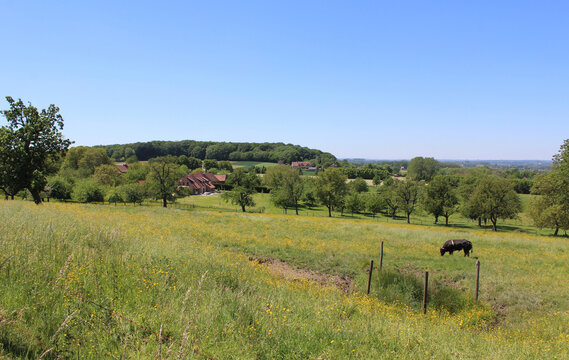 Sunny summer view over the beautiful Flemish Pajottenland near the hamlet of Woestijn in Gooik in Flemish Brabant, Belgium.