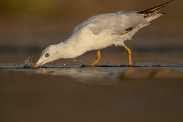 Sender-billed gull fishing at Asker marsh, Bahrain