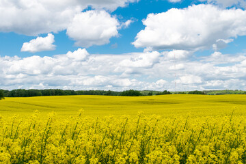 View of a field of yellow rapeseed against a blue sky with white clouds