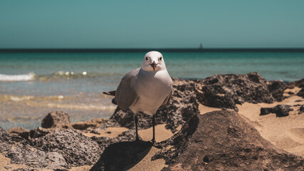 Gaviota en en la arena de la playa en formentera