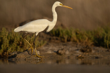 Portrait of a Western reef heron white morphed at Asker marsh, Bahrain
