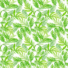 Green leaves seamless pattern on white background. Watercolor hand drawing illustration. Foliage of blue tansy. Perfect for cover or fabric.