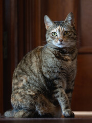 Obraz premium Gato
