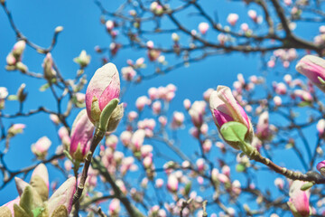 Blooming pink magnolia tree on a background of blue sky and clouds. Natural flower background. The concept of gardening, spring, seedlings. Close up. Photo for postcards.
