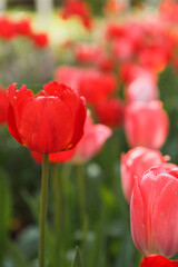 Obraz premium Tulip flower with green leaf background in tulip field in spring day for postcard beauty decoration and agriculture concept design.