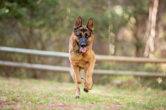 german shepherd dog in the forest running