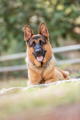 german shepherd dog in the forest