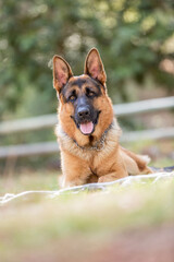 german shepherd dog in the forest