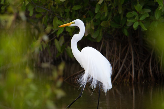 Great egret (Ardea alba) great egret walking in a swamp with mangroves in the background