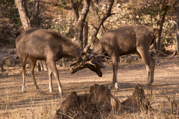 Naklejka na ściany i meble Sambar deer fight, Ranthambore, Sambar