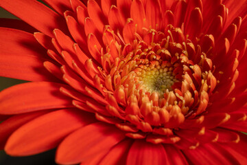 Flower, Gerbera flower, Asteraceae