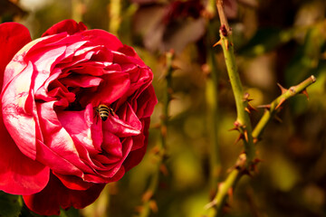Delicate colorful rose isolated in garden with copy space. Rose isolated background wallpaper.
