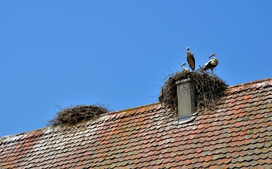 Nest on the roof