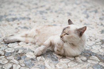 Old blue eyed cat lies and washes up on cobblestones in Syracuse street. Siamese cat