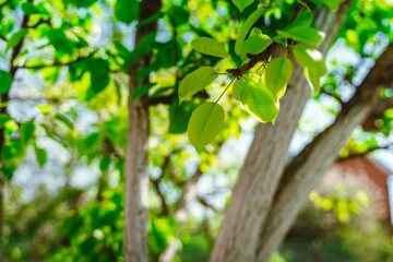 Summer or spring natural background of green foliage
