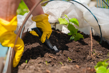 Shovel in the garden against the background of green trees, summer season, the concept of working in the garden