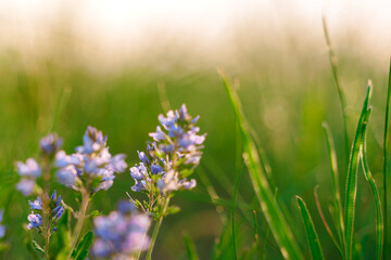 Natural background of purple wildflowers in the grass