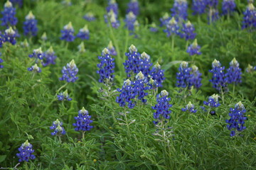 Obraz premium bluebonnet field