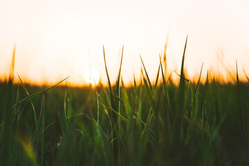 Fototapeta premium Natural green grass background with sky