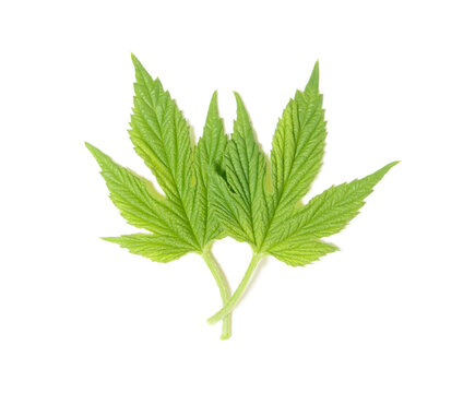 green leaf of hop isolated on white
