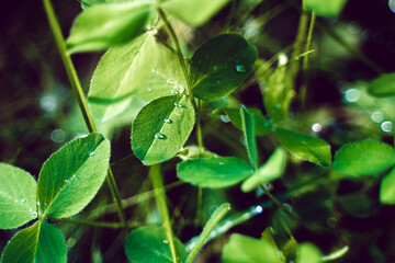 Natural green background with dew drops on the leaf