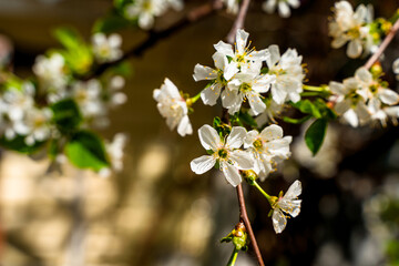 Beautiful spring background with a blooming apple tree