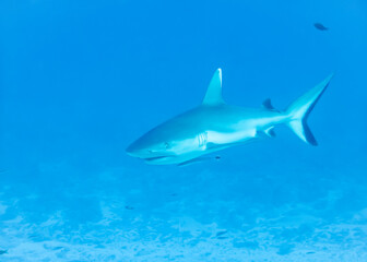 Gray Reef Shark at the bottom of the Indian Ocean