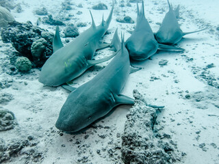 A school of Nurse Sharks rests on the sandy bottom of the Indian Ocean
