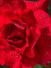 Naklejka premium rose plant in spring